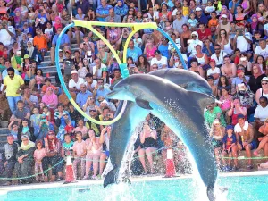 Alanya Dolphin Show With Transfer 