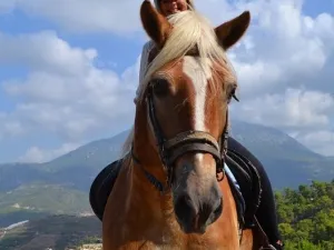 Kuşadası Horse Safari Tour
