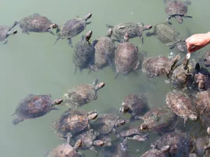 Marmaris Private Turtle Beach Tour 