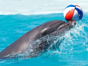 Side Dolphin Show Tour