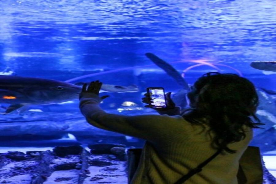 Antalya Aquarium, Antalya: Book Tickets & Tours - Everything You Need to Know