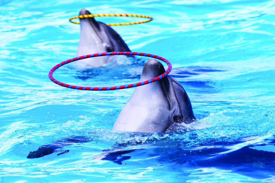 Dolphin Show and Swim with Dolphins Tour: Unforgettable Marine Adventure in Alanya