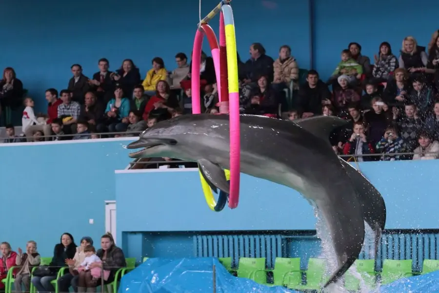 Side Dolphin Show – A Magical Experience!